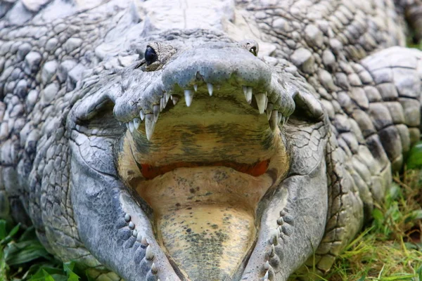 Crocodilos Vivem Margem Rio Berçário Hamat Gader Norte Israel — Fotografia de Stock