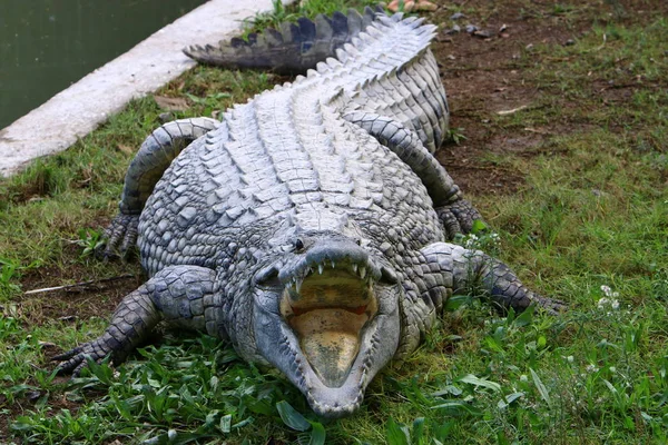 Crocodiles Vivent Sur Rive Rivière Dans Pépinière Hamat Gader Dans — Photo