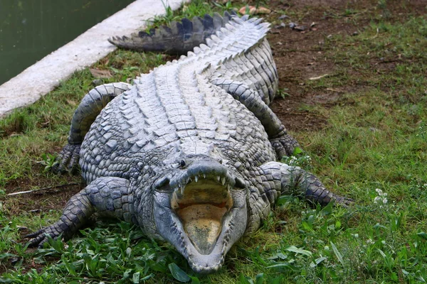 Crocodiles Vivent Sur Rive Rivière Dans Pépinière Hamat Gader Dans — Photo