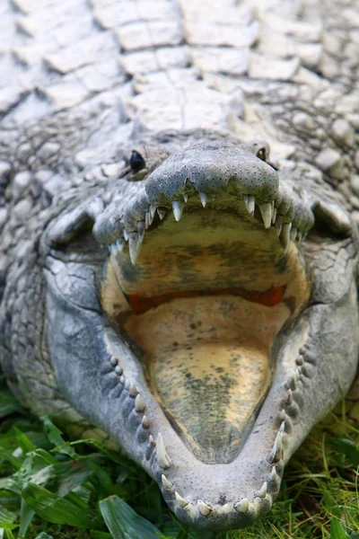 Crocodiles Vivent Sur Rive Rivière Dans Pépinière Hamat Gader Dans — Photo