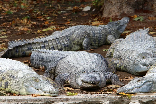 Crocodilos Vivem Margem Rio Berçário Hamat Gader Norte Israel — Fotografia de Stock