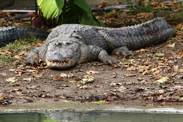 Crocodiles Vivent Sur Rive Rivière Dans Pépinière Hamat Gader Dans — Photo