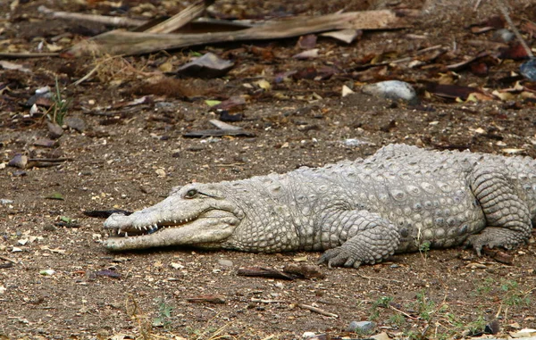Crocodilos Vivem Margem Rio Berçário Hamat Gader Norte Israel — Fotografia de Stock