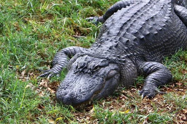 Crocodiles Live River Bank Nursery Hamat Gader Northern Israel — Stock Photo, Image