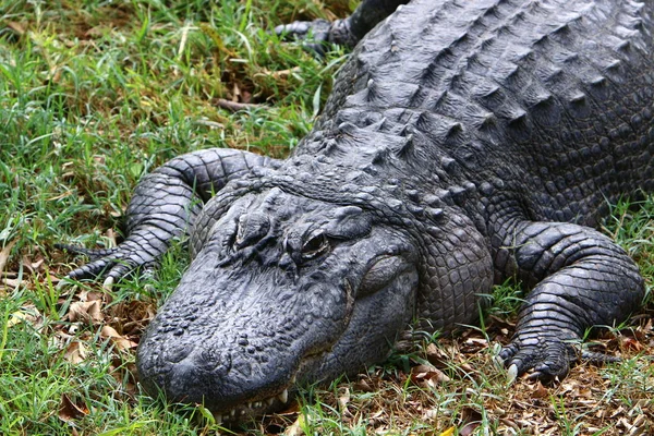 Crocodilos Vivem Margem Rio Berçário Hamat Gader Norte Israel — Fotografia de Stock