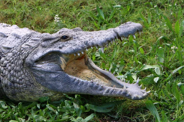 Crocodiles Vivent Sur Rive Rivière Dans Pépinière Hamat Gader Dans — Photo