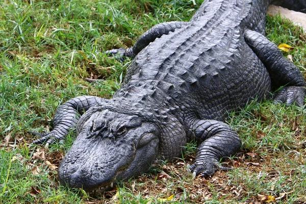 Crocodilos Vivem Margem Rio Berçário Hamat Gader Norte Israel — Fotografia de Stock