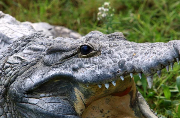 Crocodiles Vivent Sur Rive Rivière Dans Pépinière Hamat Gader Dans — Photo