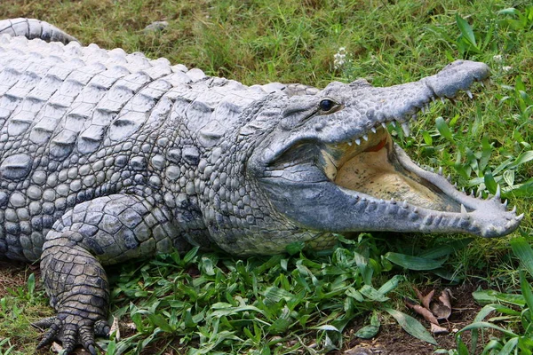 Crocodilos Vivem Margem Rio Berçário Hamat Gader Norte Israel — Fotografia de Stock