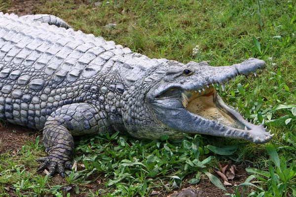 Crocodiles Live River Bank Nursery Hamat Gader Northern Israel — Stock Photo, Image