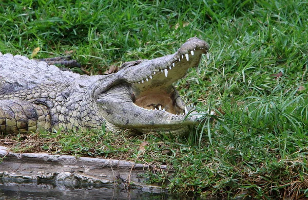 Crocodilos Vivem Margem Rio Berçário Hamat Gader Norte Israel — Fotografia de Stock