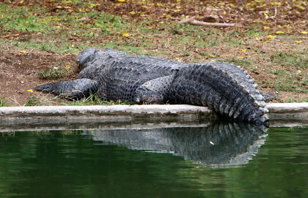 Buaya Hidup Tepi Sungai Kamar Bayi Hamat Gader Israel Utara — Stok Foto