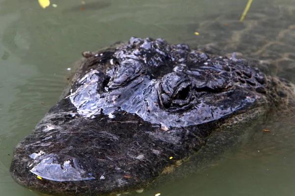 Crocodilos Vivem Margem Rio Berçário Hamat Gader Norte Israel — Fotografia de Stock