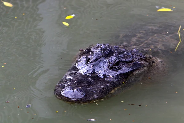 Crocodilos Vivem Margem Rio Berçário Hamat Gader Norte Israel — Fotografia de Stock