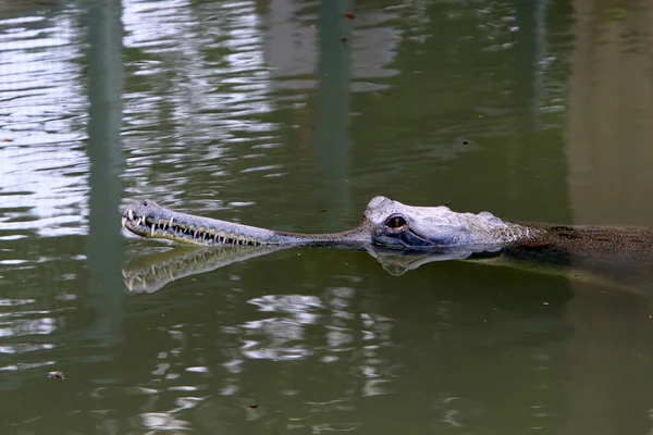 Crocodiles Live River Bank Nursery Hamat Gader Northern Israel — Stock Photo, Image