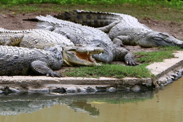 Crocodiles Live River Bank Nursery Hamat Gader Northern Israel — Stock Photo, Image