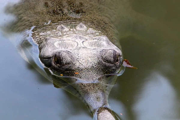 Crocodiles Vivent Sur Rive Rivière Dans Pépinière Hamat Gader Dans — Photo