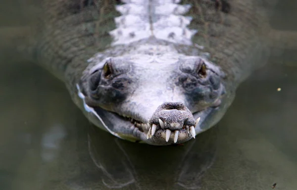 Crocodilos Vivem Margem Rio Berçário Hamat Gader Norte Israel — Fotografia de Stock