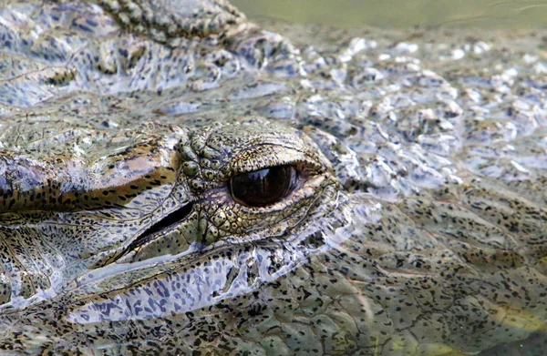 Crocodilos Vivem Margem Rio Berçário Hamat Gader Norte Israel — Fotografia de Stock