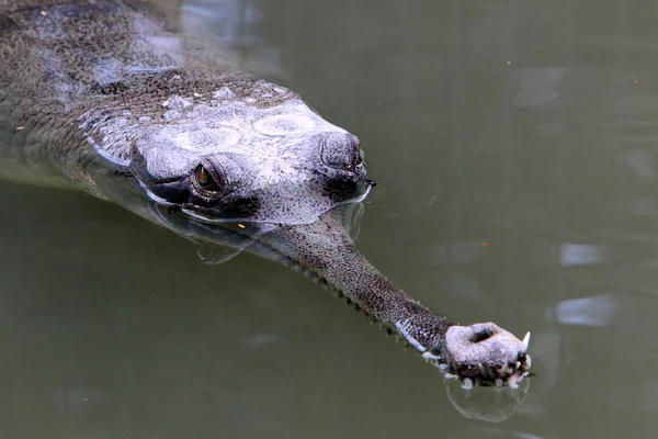 Crocodiles Vivent Sur Rive Rivière Dans Pépinière Hamat Gader Dans — Photo