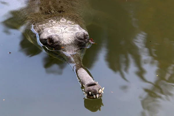 Crocodiles Vivent Sur Rive Rivière Dans Pépinière Hamat Gader Dans — Photo