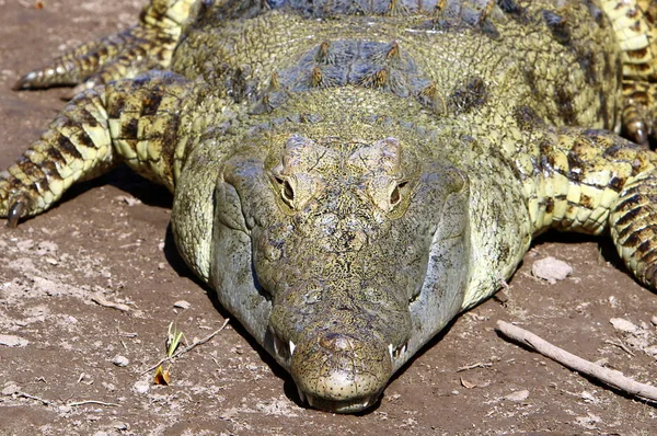 Krokodiler Bor Älvstranden Barnkammaren Hamat Gader Norra Israel — Stockfoto