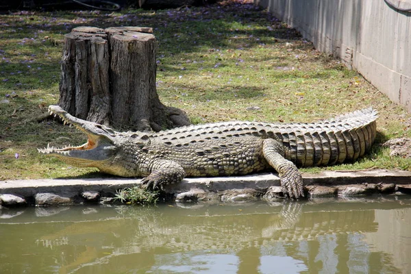 Crocodiles Live River Bank Nursery Hamat Gader Northern Israel — Stock Photo, Image