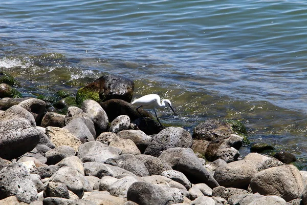 Oever Van Het Meer Kinneret Lake Tiberias Een Zoetwatermeer Het — Stockfoto