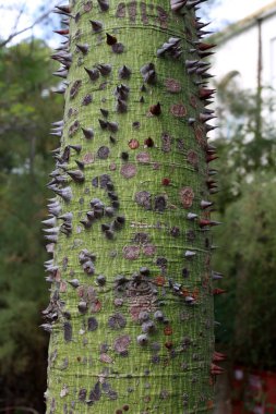 doku ve ahşap ve kabuk yapısı 