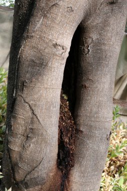 doku ve ahşap ve kabuk yapısı 