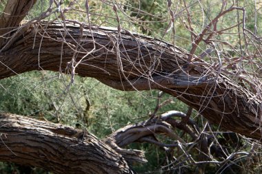 doku ve ahşap ve kabuk yapısı 