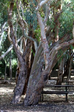 doku ve ahşap ve kabuk yapısı 