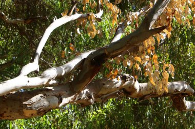 doku ve ahşap ve kabuk yapısı 