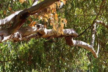 doku ve ahşap ve kabuk yapısı 