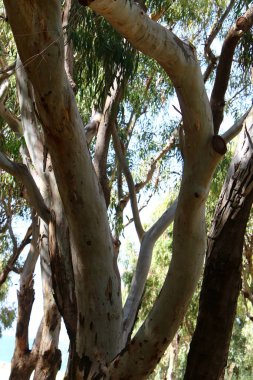 doku ve ahşap ve kabuk yapısı 