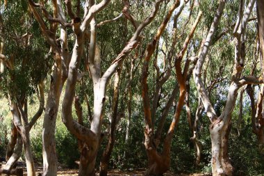 doku ve ahşap ve kabuk yapısı 