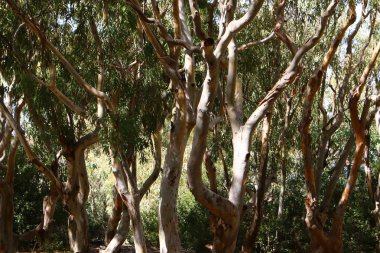 doku ve ahşap ve kabuk yapısı 