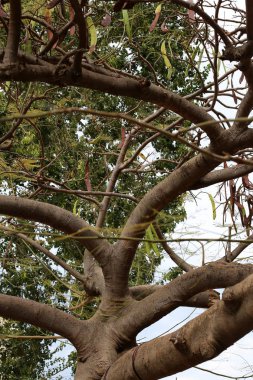 doku ve ahşap ve kabuk yapısı 