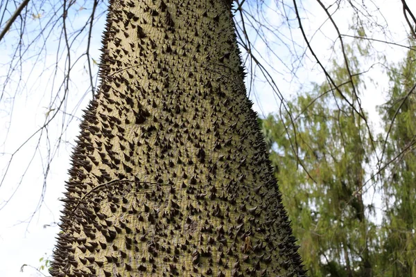 Texture Structure Bois Écorce — Photo