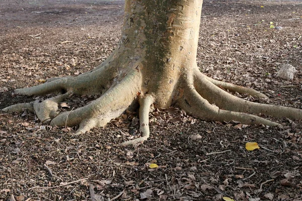 Textuur Structuur Van Hout Schors — Stockfoto