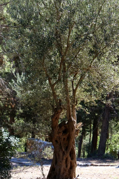 Υφή Και Δομή Του Ξύλου Και Του Φλοιού — Φωτογραφία Αρχείου