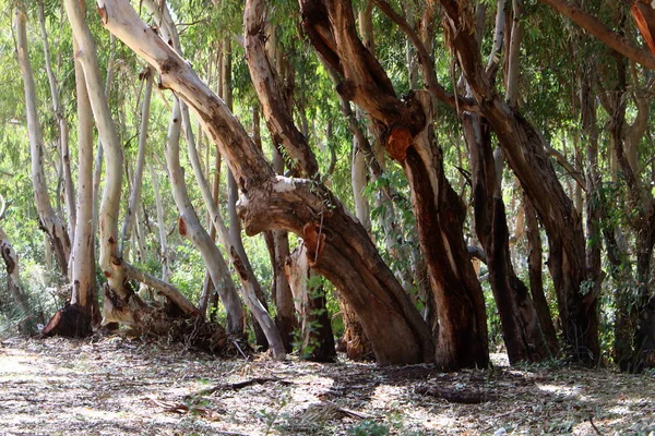 Текстура Структура Дерева Коры — стоковое фото