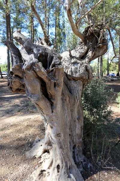 Tvar Strukturu Dřeva Kůry — Stock fotografie