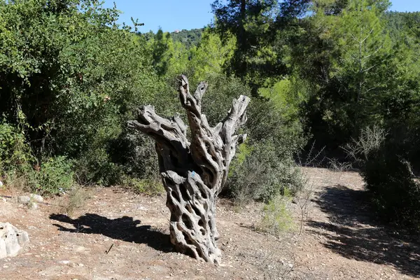 doku ve ahşap ve kabuk yapısı 