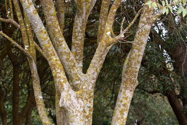 Textura Estrutura Madeira Casca — Fotografia de Stock