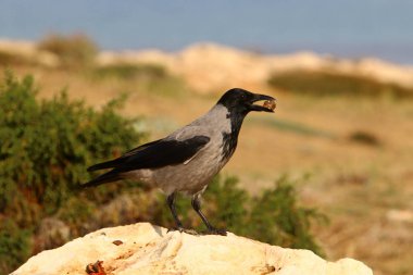 gray crow sits on a stone and pecks nuts  clipart