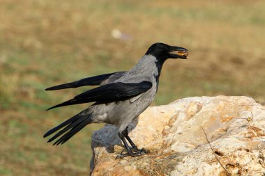 gray crow sits on a stone and pecks nuts  clipart