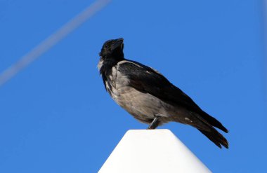gri karga bir taşa oturur ve fındık gagalar 
