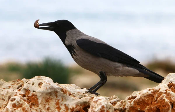 Corbeau Gris Assis Sur Une Pierre Picore Noix — Photo