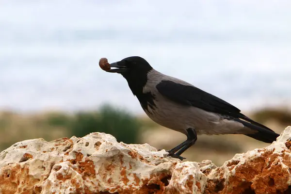 Corbeau Gris Assis Sur Une Pierre Picore Noix — Photo